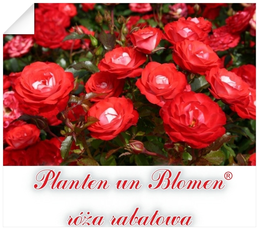 Planten um Blomen